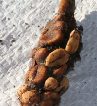 Civet coffee – do you know where that coffee’s been?