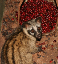 Civet coffee – do you know where that coffee’s been?