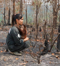 DON’T SCOLD ME, I’M JUST ENJOYING AN ICE CREAM: How Western consumerism fuels rainforest destruction and kills orangutans