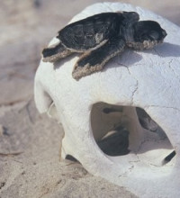 Life and Death on Shiva’s Beach