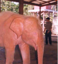 Burma’s Generals Hope White Elephants Provide Jumbo Support