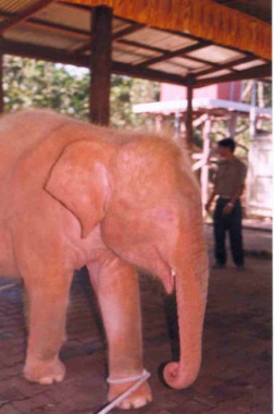 Burma’s Generals Hope White Elephants Provide Jumbo Support