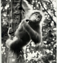 The Literate Orangutan