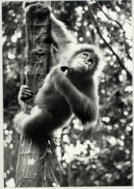 The Literate Orangutan